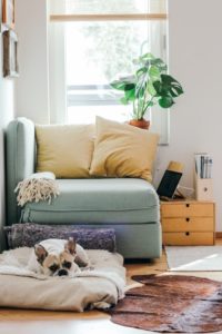 picture of a couch and a French bull dog - article about How Millennials Will Balance Off the Real Estate Market in New York in 2019 - Best Staten Island real estate attorney best New York real estate lawyer Staten Island real estate law firm New York real estate trends