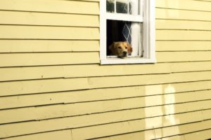 dog in a home - tips for first time home sellers - Staten Island real estate lawyer staten island real estate attorney best real estate attorney in new york best real estate law firm in Staten Island hire real estate lawyer