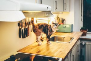 cat standing on kitchen counter - Best Apps to Help Streamline Your Home Renovations in Staten island written by Staten Island real estate lawyer